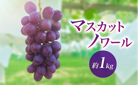 2026年産マスカットノワール 約1kg　種なし 果物 ぶどう 葡萄 マスカット フルーツ 長野県 駒ケ根市