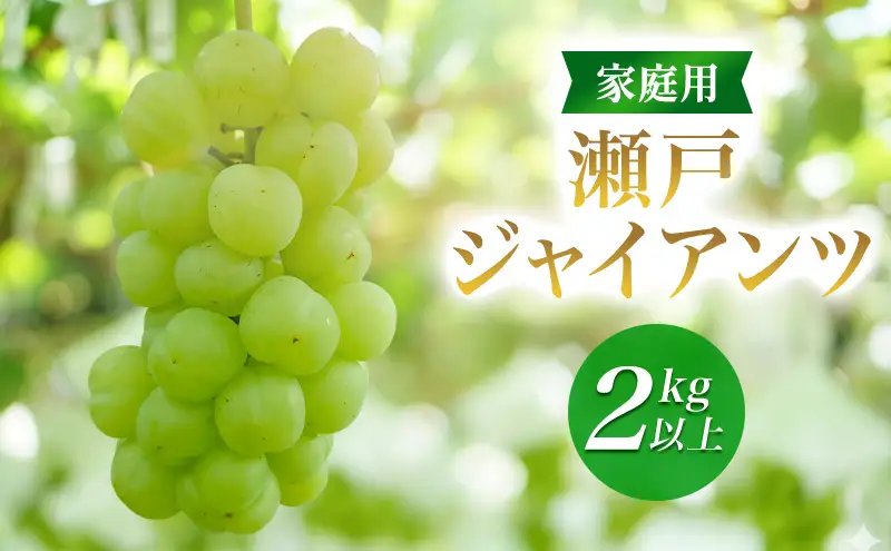 2026年産家庭用瀬戸ジャイアンツ２kg以上　果物 ぶどう 葡萄 マスカット フルーツ 大粒 種なし 長野県 駒ケ根市