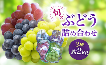 2026年産旬のぶどう詰め合わせ3種約２kg　果物 ぶどう 葡萄 マスカット フルーツ  種なし 詰め合わせ 長野県 駒ケ根市