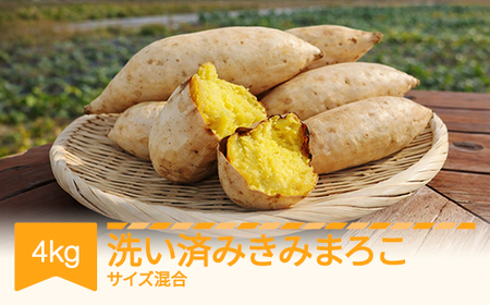 【先行予約】さつまいも きみまろこ 洗い済み 約4kg 村山市産 2026年産 令和8年産 山形県産 ※沖縄・離島への配送不可  no-spkma4