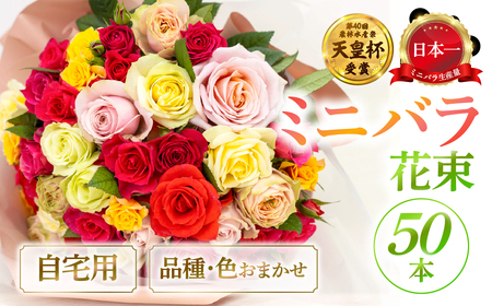 産地直送 ミニバラ 花束 50本 [申込から3か月以内 お届け] ラッピング付 切花 切り花 カットローズ 品種 色 おまかせ 訳あり 訳アリ 四季咲き ミニ バラ 花 ガーデニング 生産量 日本一 ※沖縄 離島配送不可 薔薇 セントラルローズ [mt2085] 