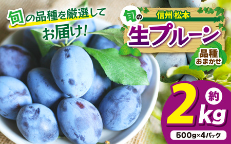 【先行受付】信州産 品種おまかせ旬の生プルーン 約2kg（500g×4パック）