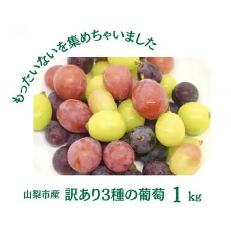 【2026年発送】訳あり 葡萄3品種 粒シャインマスカット 黒ぶどう 赤ぶどう 計1kg【配送不可地域：離島・沖縄県】【1703902】
