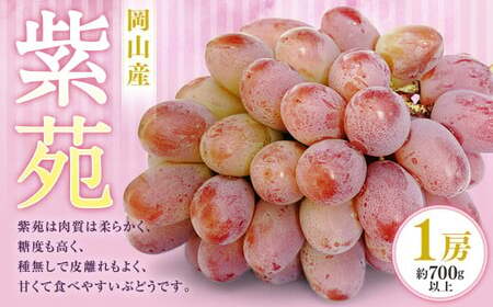 紫苑 1房（700g以上） 化粧箱入り 【2026年10月下旬～11月下旬迄発送予定】  葡萄 ブドウ ぶどう フルーツ 果物 ギフト 国産 岡山県産