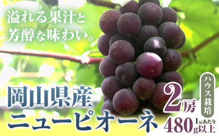 ハウス栽培 ニューピオーネ 2房【配送不可地域あり】ピオーネ