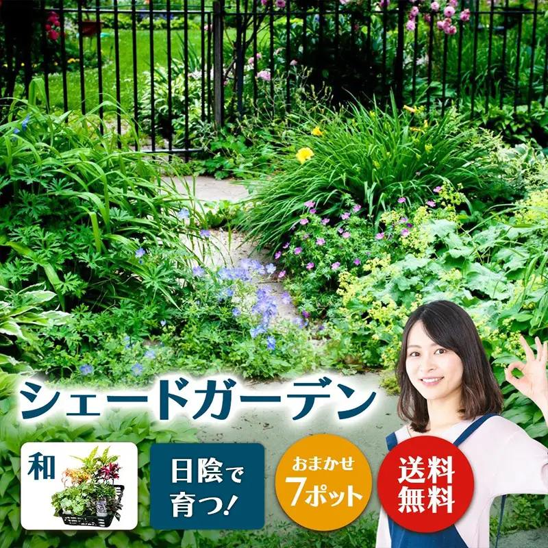 日陰で育つシェードガーデン（和風）セット【ガーデニング 家庭菜園 園芸 初夏 夏 花壇 庭 鉢 玄関 プランター 寄せ植え おうち時間 趣味 ベランダ 土っ子倶楽部 プレゼント ギフト 】