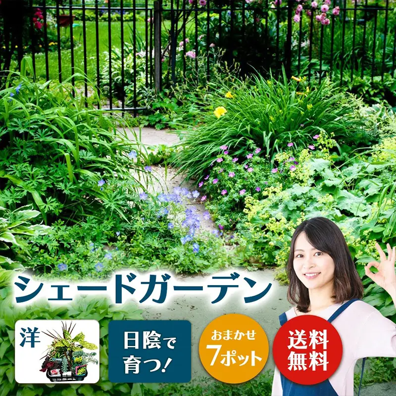 日陰で育つシェードガーデン（洋風）セット【ガーデニング 家庭菜園 園芸 初夏 夏 花壇 庭 鉢 玄関 プランター 寄せ植え おうち時間 趣味 ベランダ 土っ子倶楽部 プレゼント ギフト 】