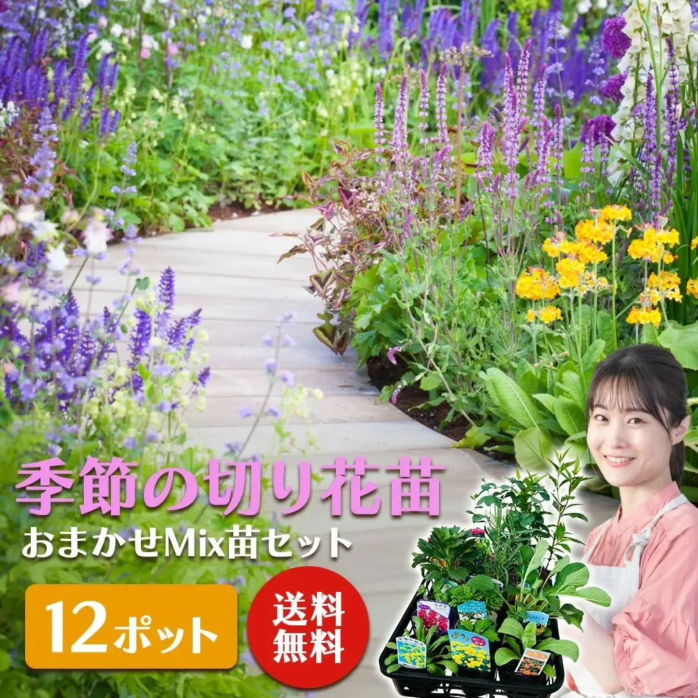 季節の切り花苗 お任せ12ポットmixセット【 花苗セット 花 季節の花 花セット ガーデニング 家庭菜園 園芸 初夏 夏 花壇 庭 鉢 玄関 プランター 寄せ植え おうち時間 趣味 ベランダ 土っ子倶楽部 プレゼント ギフト 】