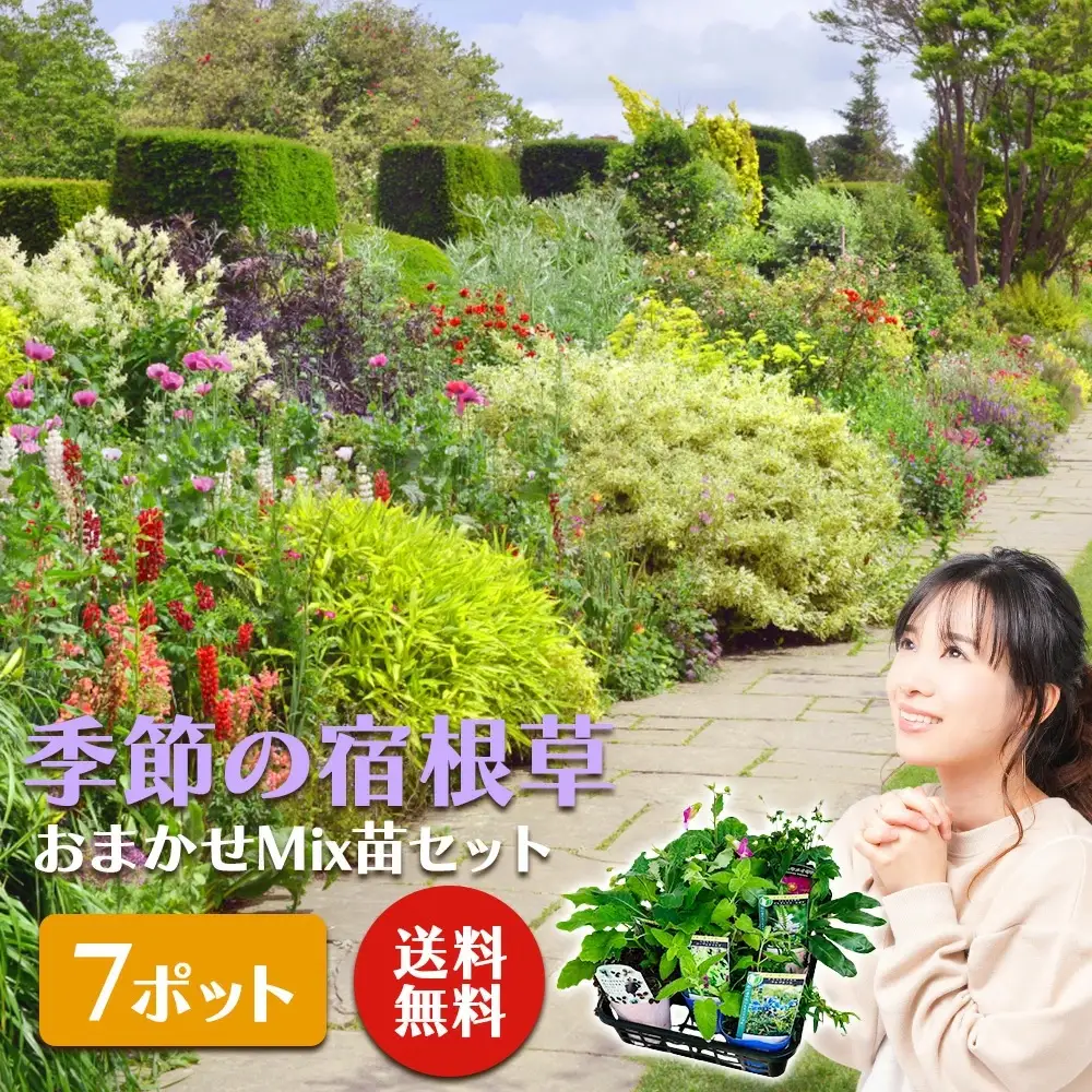 季節の宿根草 お任せ7ポットmixセット【切り花苗 花苗 花苗セット 花 季節の花 花セット ガーデニング 家庭菜園 園芸 初夏 夏 花壇 庭 鉢 玄関 プランター 寄せ植え おうち時間 趣味 ベランダ 土っ子倶楽部 プレゼント ギフト 】