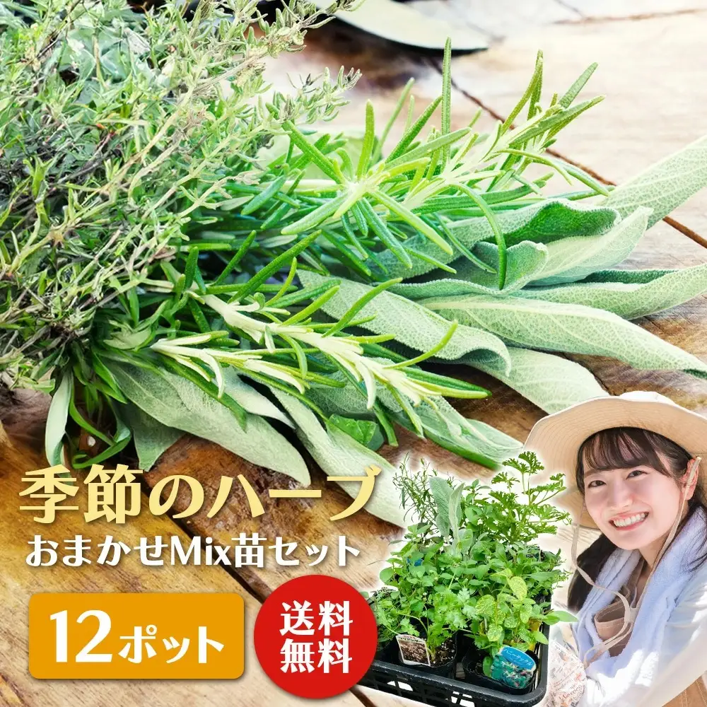 季節のハーブ苗お任せ12ポットmixセット【ハーブ ハーブ苗 花苗 花苗セット 花 季節の花 花セット ガーデニング 家庭菜園 園芸 初夏 夏 花壇 庭 鉢 玄関 プランター 寄せ植え おうち時間 趣味 ベランダ 土っ子倶楽部 プレゼント ギフト 】