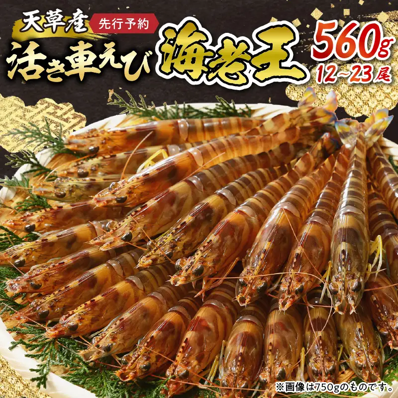 S005-006_【鮮度抜群】《美味しさの極み》天草産・幸福堂の活き車えび『海老王』（560g）〈先行予約〉/ 車エビ 車海老 エビ えび