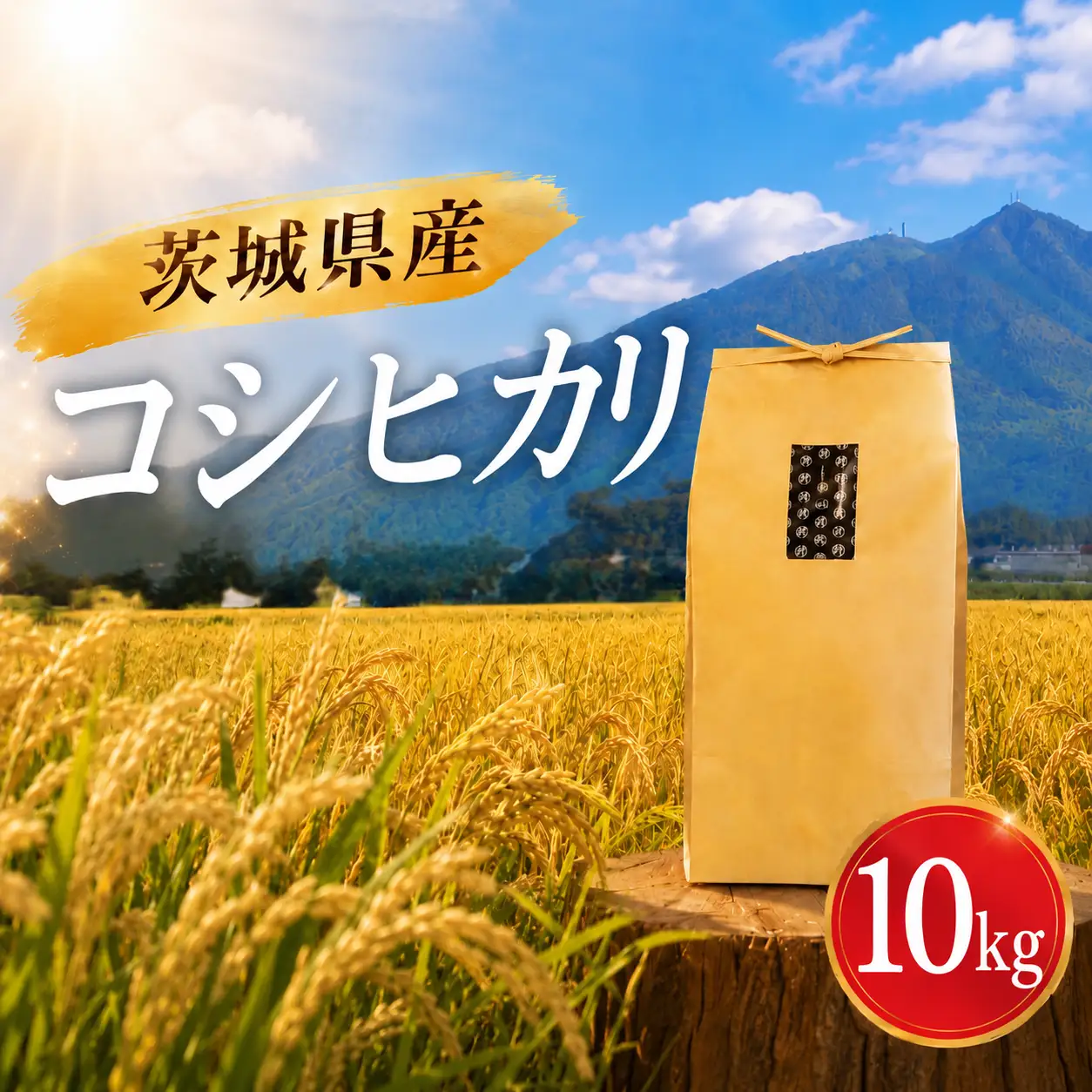 コシヒカリ 10kg 精米 令和7年産 こしひかり