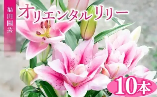  ユリ(オリエンタルリリー)10本【ユリ】
