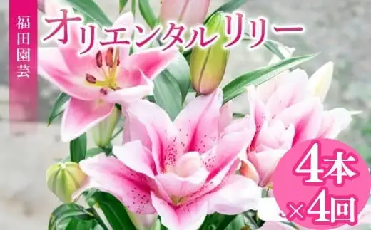  ユリ(オリエンタルリリー)4本 4ヶ月定期便【ユリ】