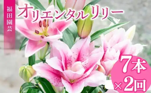  ユリ(オリエンタルリリー)7本 2ヶ月定期便【ユリ】