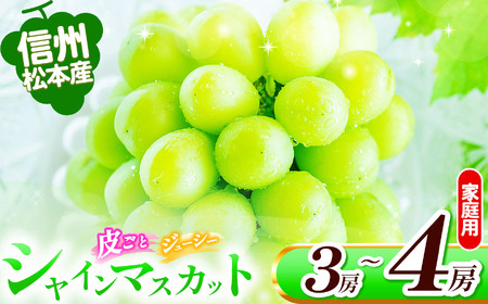 【先行受付】信州松本産　家庭用　シャインマスカット　3～４房(約1.8kg) 