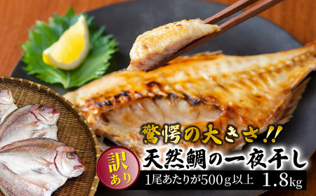 驚愕の大きさ！訳あり天然鯛の一夜干し1.8kg _1554R