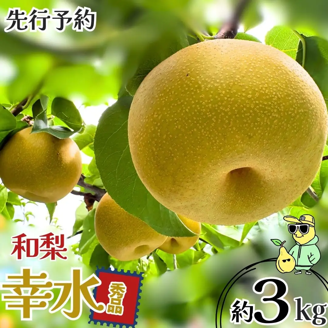 【2026年先行予約】幸水 約3kg 和梨 秀品 人気品種 新潟県産 三条ファームWIN