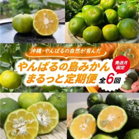 【発送月固定定期便】やんばるの島みかんまるっと定期便全6回【4081245】