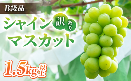 【先行受付2026年発送】訳あり シャインマスカット B級品 1.5kg以上｜あおさく農園　※2026年9月中旬以降発送予定