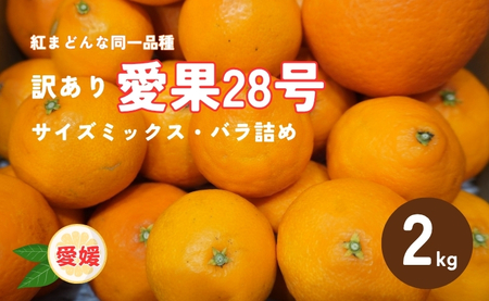 【2026年先行予約】 訳あり 愛果28号 2kg サイズミックス 【2026年12月以降発送】 紅まどんなと同一品種 みかん 愛媛 数量限定 柑橘 伊予市｜A128