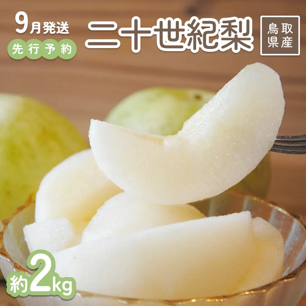【2026年 先行予約】二十世紀梨 2kg 進物用｜鳥取 山根農園 梨 2026年収穫後【41063】