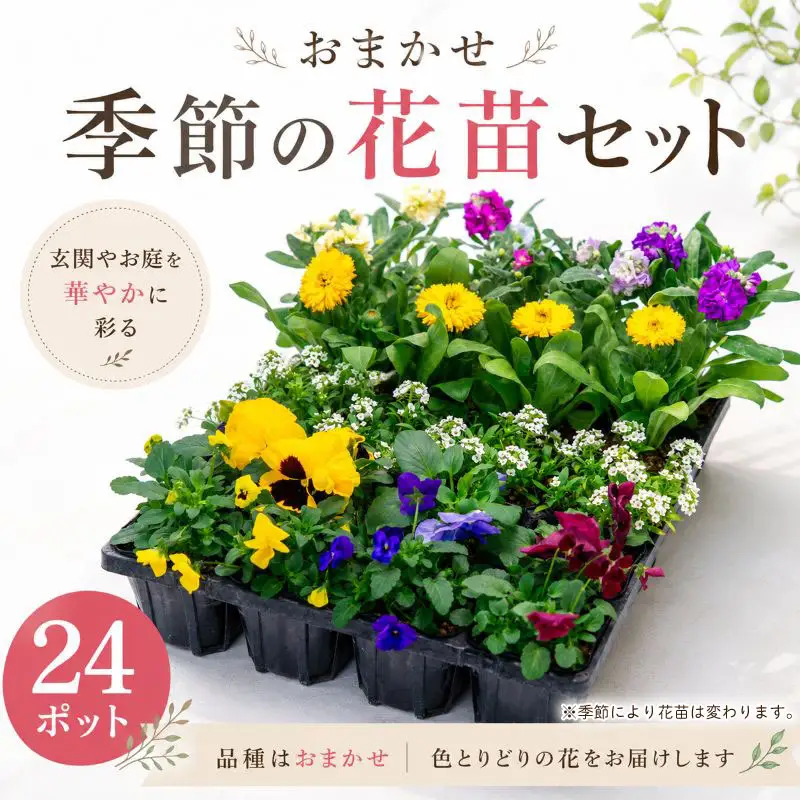 品種おまかせ 季節の花苗 24ポット 寄植え 花 
