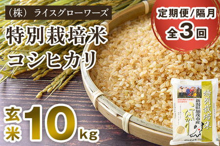 【令和7年産】【定期便3回隔月お届け】新潟県加茂市産 特別栽培米コシヒカリ 玄米10kg（5kg×2）《順次出荷》 従来品種コシヒカリ （株）ライスグローワーズ
