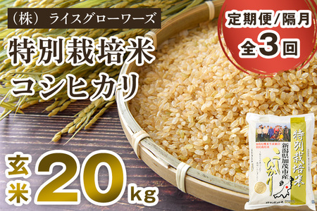 【令和7年産】【定期便3回隔月お届け】新潟県加茂市産 特別栽培米コシヒカリ 玄米20kg（5kg×4）《順次出荷》 従来品種コシヒカリ （株）ライスグローワーズ