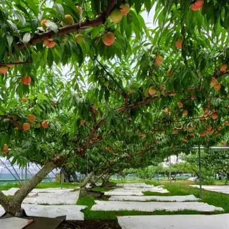 栃木県小山市産「桃」品種おまかせ　5kg【配送不可地域：離島・沖縄県】【1619972】