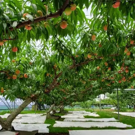 栃木県小山市産「桃」品種おまかせ　3kg【配送不可地域：離島・沖縄県】【1619973】