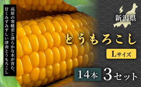 【令和8年産先行予約】朝採れ とうもろこし（14本）Lサイズ 3セット | 津南町 スイートコーン とうもろこし