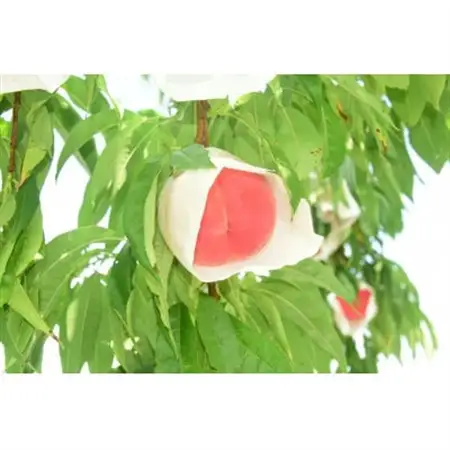 【2026年発送】田舎館村産　桃(まどか)5kg【配送不可地域：離島】【1677693】