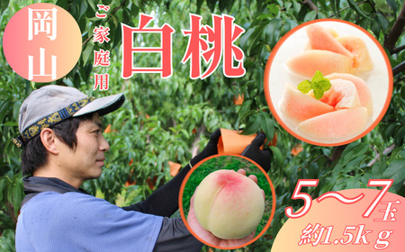 【ご家庭用】 岡山白桃 5～7玉（約1.5kg以上） 【2026年6月下旬～8月下旬発送予定】 白桃 桃 もも フルーツ くだもの 果物 果実 デザート 冷蔵 国産 岡山県 倉敷市