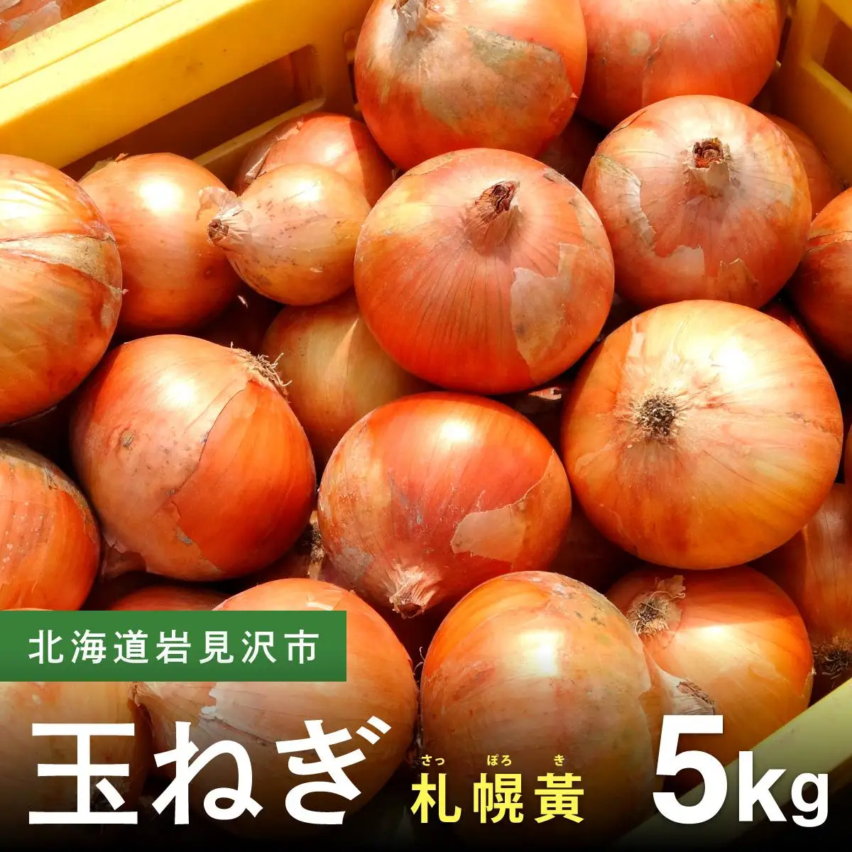 【先行予約】幻の玉ねぎ！札幌黄（さっぽろき）5kg [a168-010] 