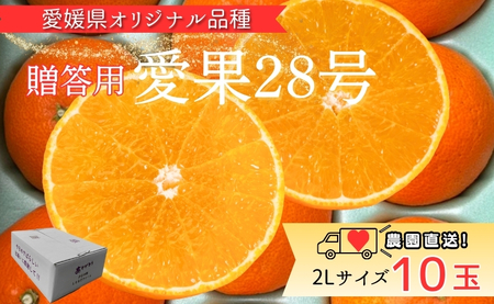 【2026年先行予約】 みかん 愛果28号 2Lサイズ 10玉 贈答用 紅まどんなと同一品種 農園直送 【2026年11月中旬から順次発送予定】 愛媛 数量限定 愛媛県産 人気 柑橘 伊予市｜B532