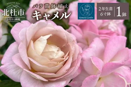 バラ苗鉢植え「キャメル」 [h190]