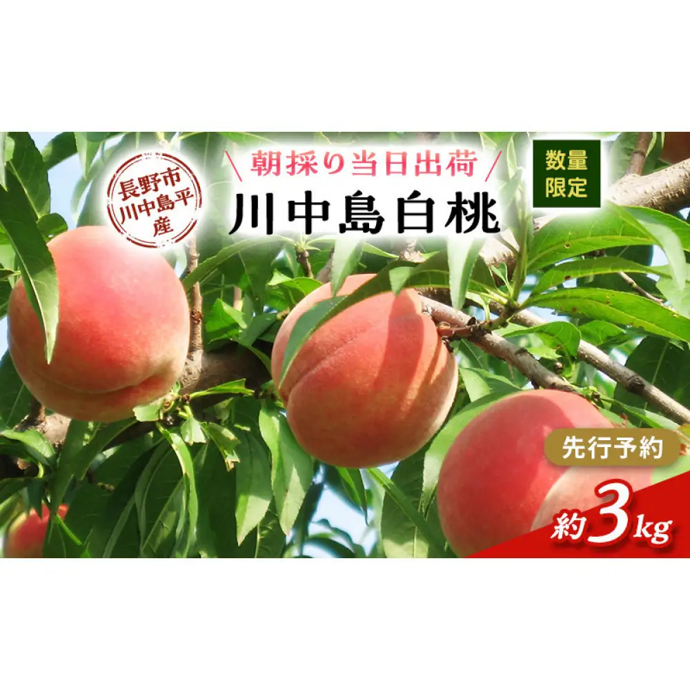 川中島白桃約３kg（8～10玉） |桃 フルーツ