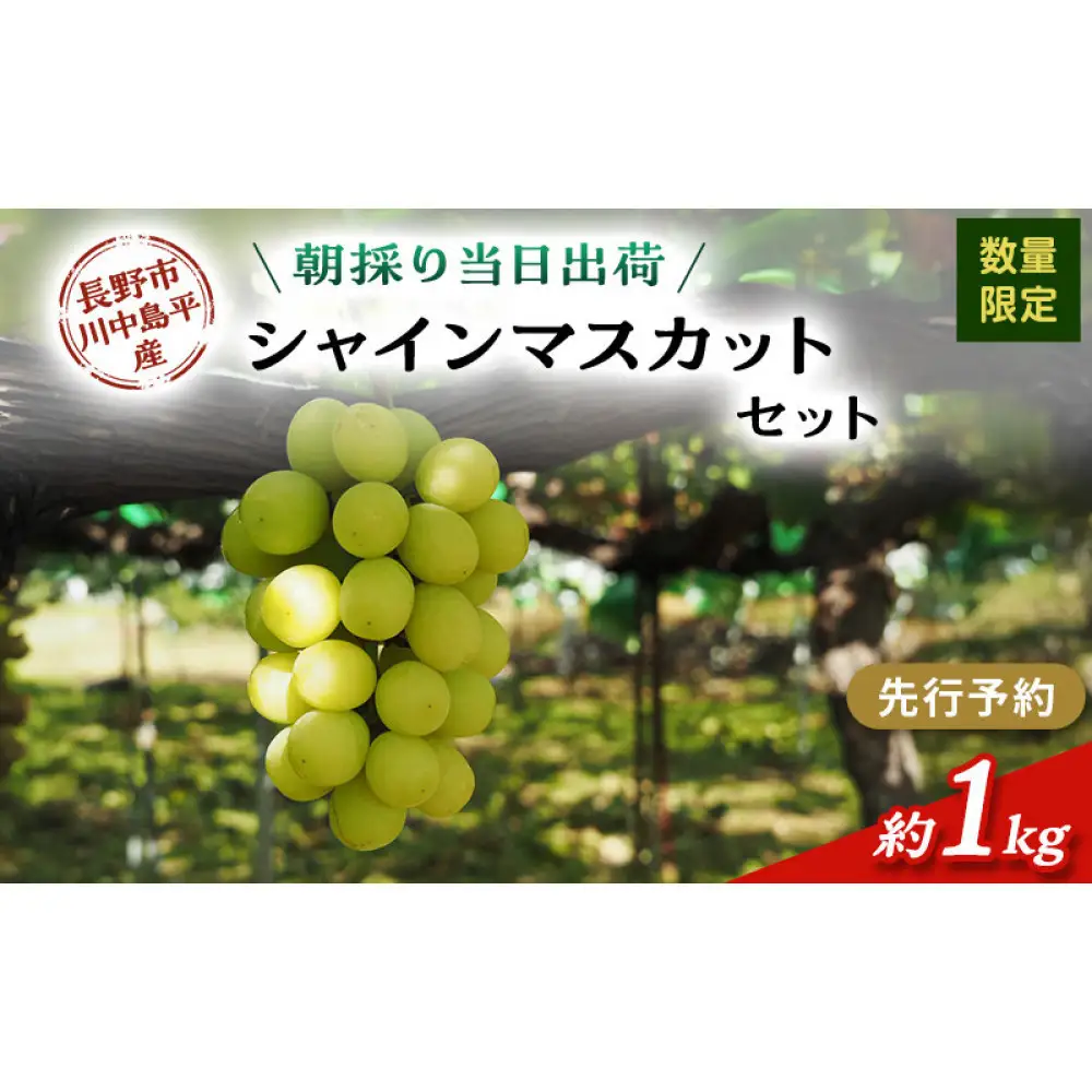 シャインマスカット　約1kg（2房）