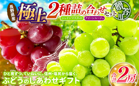【先行予約】贈答用 信州産 葡萄【詰め合わせ】2房 【シャインマスカット、クイーンルージュ®】 
