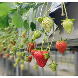 いちご狩り 大人2名 4品種栽培