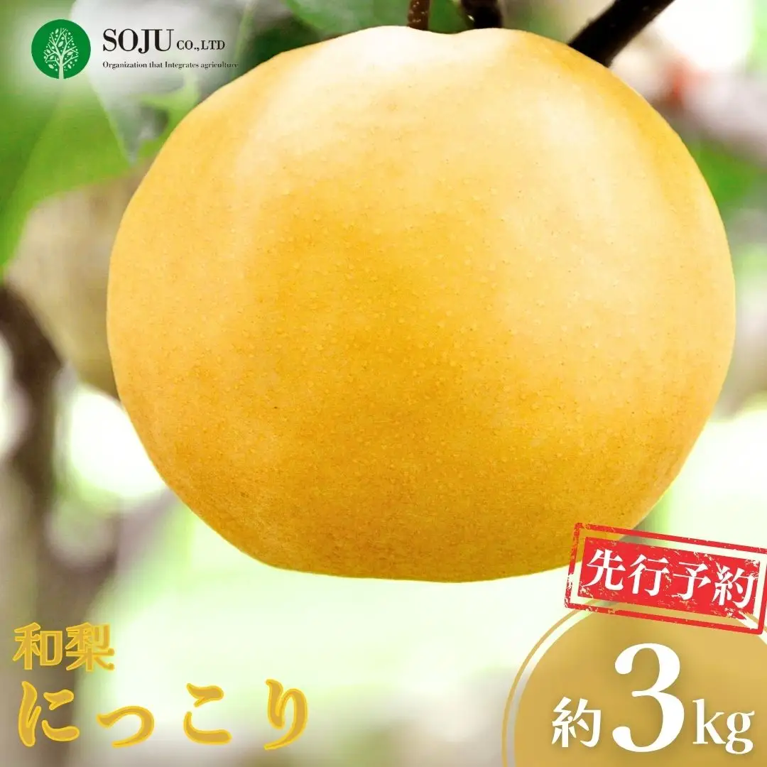 先行予約 和梨 にっこり 約3kg 令和8年度 にっこり梨 新潟県 三条市産 [三条果樹専門家集団]