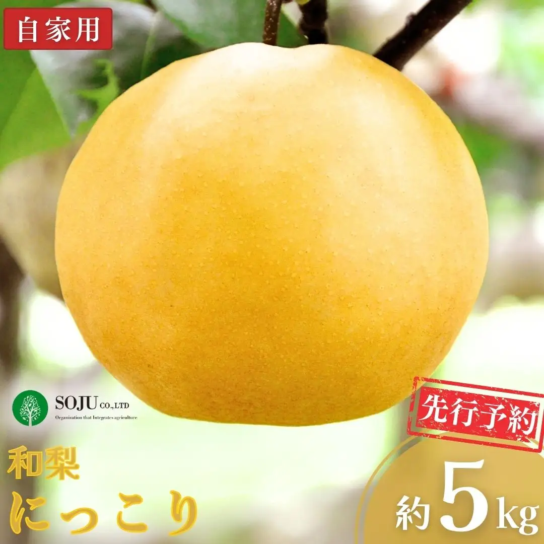 先行予約 和梨 にっこり 自家用 約5kg 令和8年度 にっこり梨 新潟県 三条市産 三条果樹専門家集団