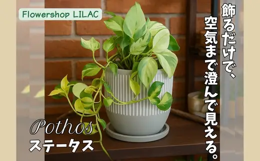 P2観葉植物 ポトス・ステータス 観葉植物 インテリアグリーン 