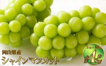 岡山県産 シャインマスカット 晴王 約4kg（5房～10房） 【2026年8月下旬～11月下旬迄発送予定】 果物 くだもの フルーツ ぶどう ブドウ 葡萄 マスカット