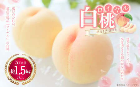白桃 5玉（1.5kg以上） 等級：ロイヤル 木箱入り 【2026年7月上旬～8月上旬迄発送予定】 桃 モモ もも 果物 くだもの フルーツ 冷蔵 国産