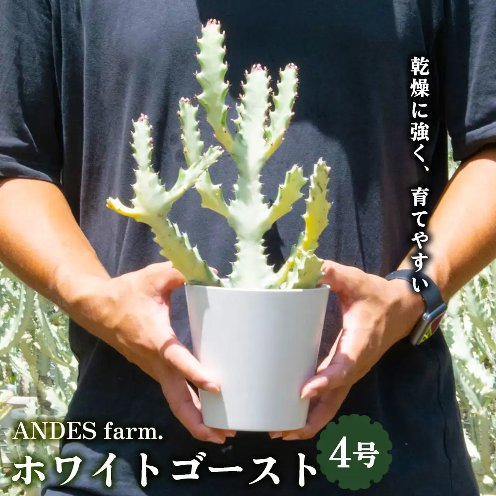 【ANDES farm.】沖縄育ち 良型ホワイトゴースト ユーフォルビア ホワイトゴースト 観葉植物