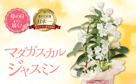 《母の日までにお届け》マダガスカルジャスミン ジャスミン 花 花 鉢植え 鉢 鉢花 花 観葉植物 植物 4号鉢 人気 おしゃれ かわいい 母の日 プレゼント 贈り物 贈答 ギフト 冬 フラワーギフト 母の日 ありがとう お母さん 母 記念日