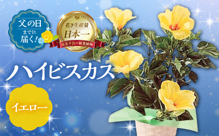 《父の日までにお届け》ハイビスカス イエロー 花 花 鉢植え 鉢 鉢花 花 観葉植物 植物 5号鉢 人気 おしゃれ かわいい 父の日 プレゼント 贈り物 贈答 ギフト 夏 フラワーギフト 父 ありがとう お父さん 父親 記念日