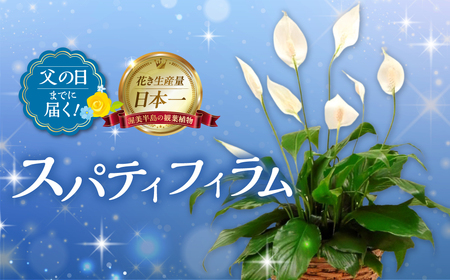 《父の日までにお届け》スパティフィラム 花 鉢植え 鉢 鉢花 花 観葉植物 植物 5号鉢 人気 おしゃれ かわいい 父の日 プレゼント 贈り物 贈答 ギフト 夏 フラワーギフト 父 ありがとう お父さん 父親 記念日